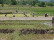Ricefield